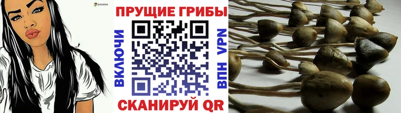 где купить наркоту  Каневская  Псилоцибиновые грибы мицелий 